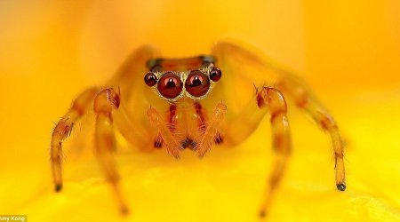 Creepy crawlies up close are quite something - PHOTO
