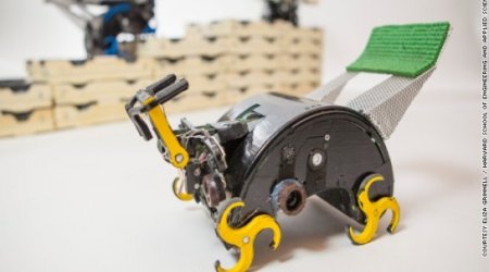 How termite-inspired robots could build for us