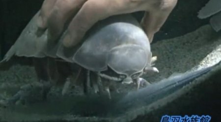 World's longest hunger striker dies after not eating for FIVE YEARS