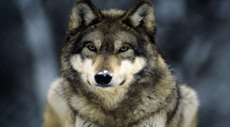 US luger ‘spots wolf wandering down her hall’ - VIDEO