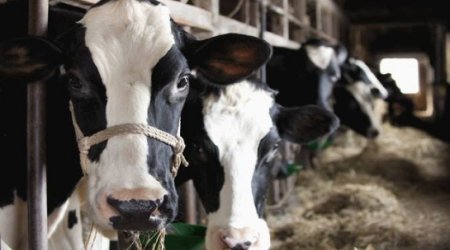 Cows make more milk when listening to slow jams