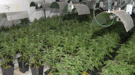 How cannabis puts teenage brain at risk