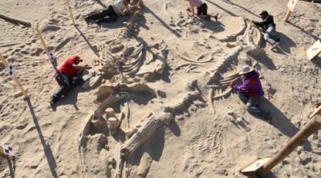 Chile's stunning fossil whale graveyard explained - PHOTO