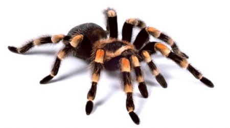 Research proves people's fear of spiders leads to exaggeration