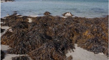 Seaweed 'may be key to weight loss'