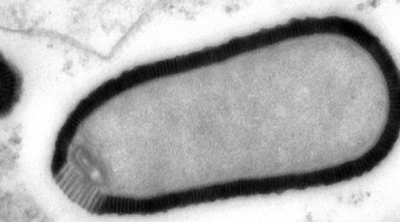 30,000-year-old giant virus 'comes back to life'