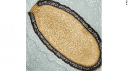 Scientists dig up giant virus more than 30,000 years old