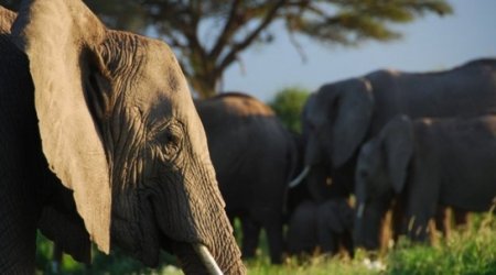 Elephants recognise human voices