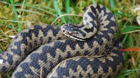 8 pronunciation errors that made the English language what it is today