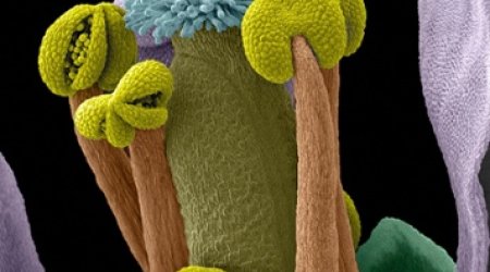 Wellcome image awards 2014: life in extreme close-up