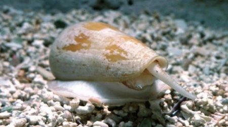 Painkillers from the venom of SNAILS could be more powerful than morphine