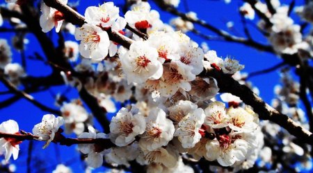 Azerbaijan spring - PHOTO