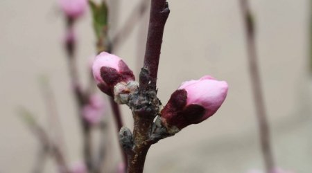 Beautiful views of flowering trees in Azerbaijan - PHOTO