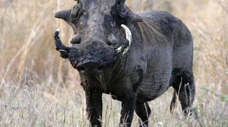 Top 10 Most Ugliest Animals In The World - PHOTO