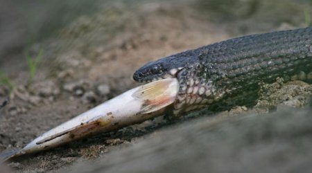 Snake anglers - PHOTO