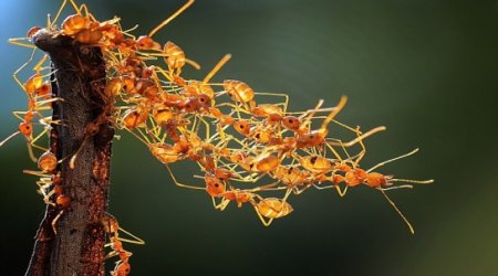 Ants stranded in tree build their own bridge - PHOTO