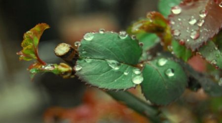 Baku weather forecast for April 23