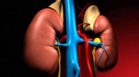 Drinking wine is good for your kidneys