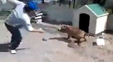 You should never torment a dog when it is tied up