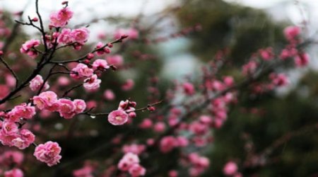 Baku weather forecast for May 2