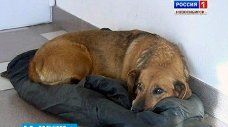 Bu it 2 ildir ölən sahibinin gəlməsini gözləyir - FOTOLAR