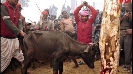 The world's biggest ritual slaughter - PHOTO+VIDEO