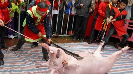 The brutal festival at Nem Thuong village, Vietnam - VIDEO