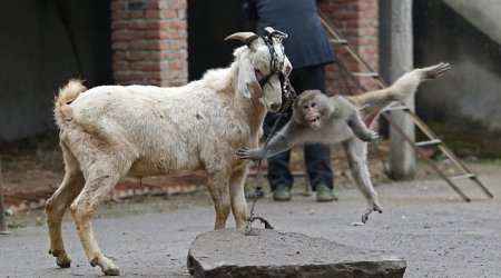 Heartbreaking pictures of a terrified circus monkey