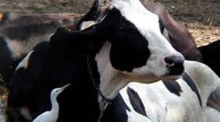 Horrors in India's Dairy Industry