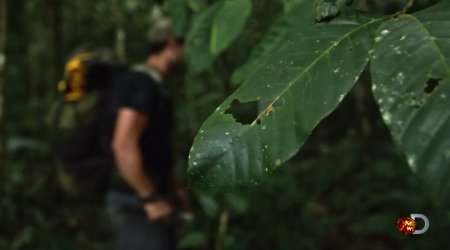 Исследователь рассказал о пребывании внутри анаконды