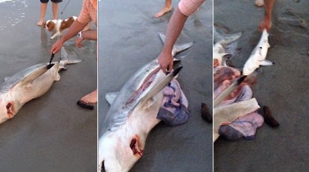 Jaws of life