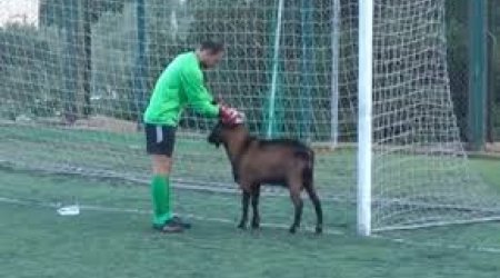 Goat disrupts football match in Crete