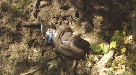 Ученого пытались скормить гигантской змее