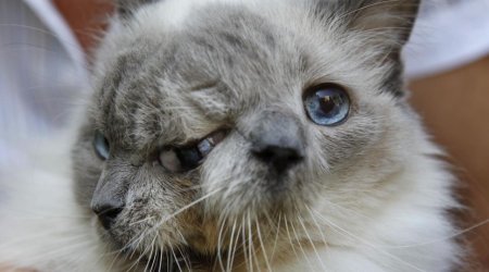 World record-holding two-faced cat dies at the age of 15