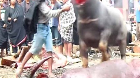 Tana Torajah Funeral Ceremony Water Buffalo Sacrifice