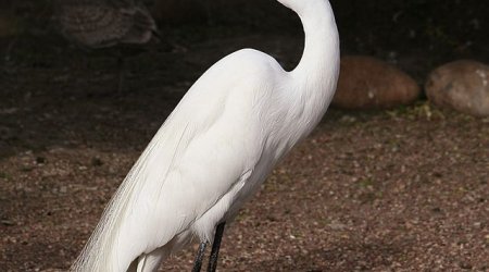 Bakı Zooparkına nadir quş gətirilib - Fotolar