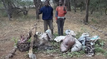 Giraffes suffocated in wire traps