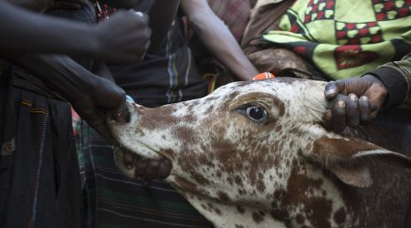 Inside the 'traditional' tribal wedding ceremony