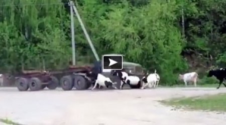 Ruthless Truck Driver Brutally Hitting and Killing Innocent Cattle