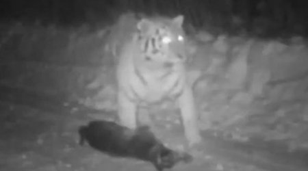 Тигр Путина съел собаку