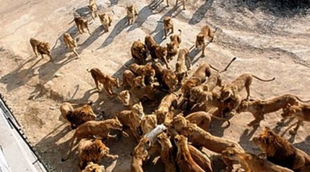 Zooparkda vəhşilik - FOTOLAR