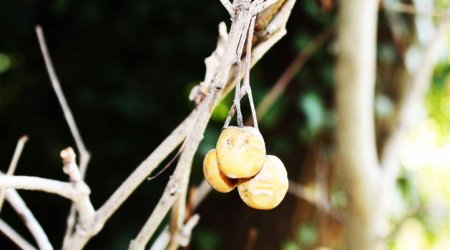 Gözəl fəslin zərif cazibəsi - FOTOLAR