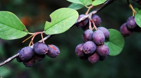 Views of Azerbaijani nature