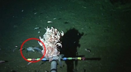 World's deepest fish found