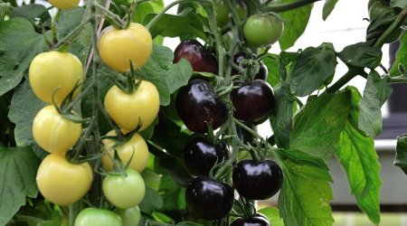 World's first tomato plant that grows fruits of either colour is created