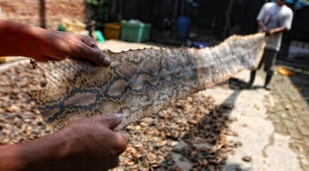 Inside the slaughterhouse where hundreds of snakes are killed to make luxury goods