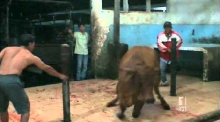 Animal cruelty/tortue/halal beef