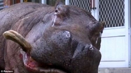 Hippo left stranded for hours after jumping from a moving truck in Taiwan