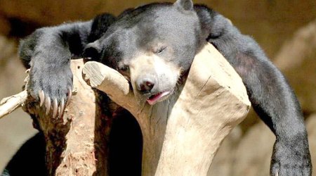 These party animals know EXACTLY how you feel