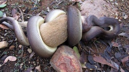 Grisly scene as python swallows a wallaby WHOLE